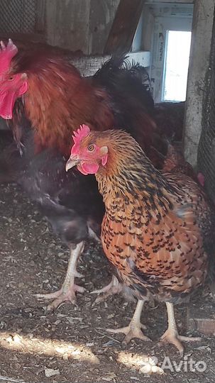 Кучинская Юбилейная и/я,цыплята