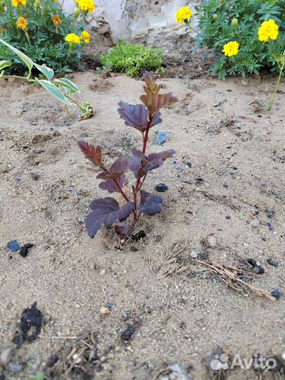 Пузыреплодник калинолистный