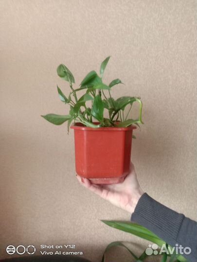 Сциндапсус