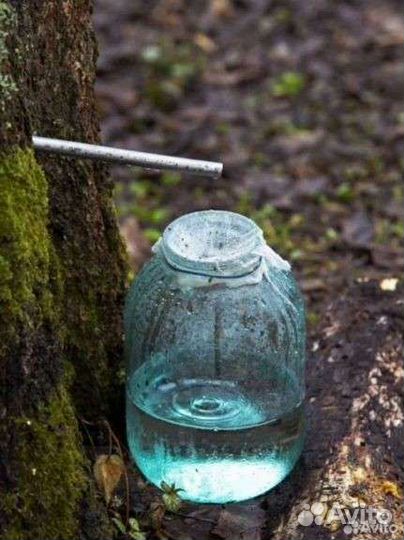 Березовый сок