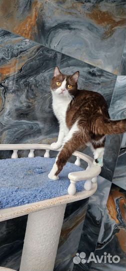 Британская девочка