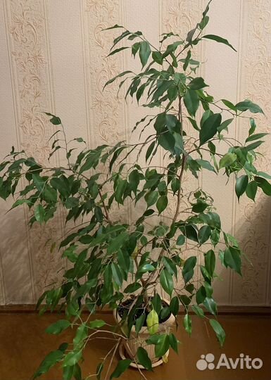 Фикус бенджамина