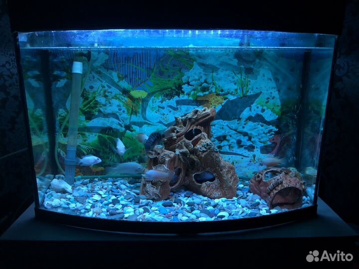 Аквариум