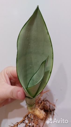 Сансевиерия Муншайн