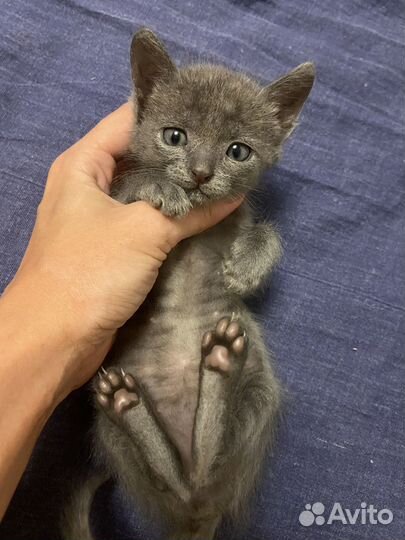 Котенок в добрые руки