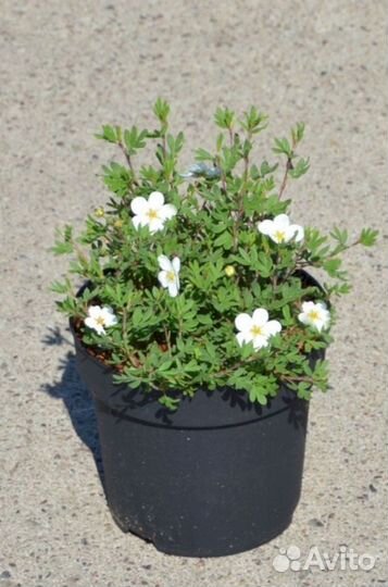 Лапчатка Абботсвуд малая