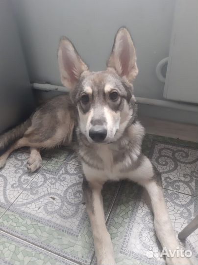 Собака Лея в добрые руки