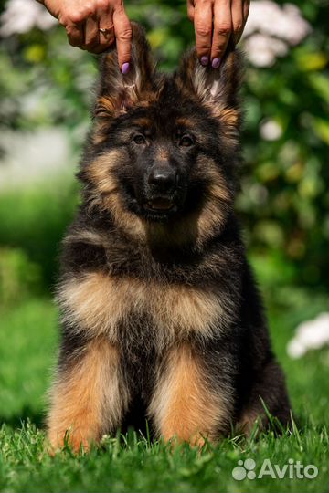 Немецкая овчарка длинношерстная