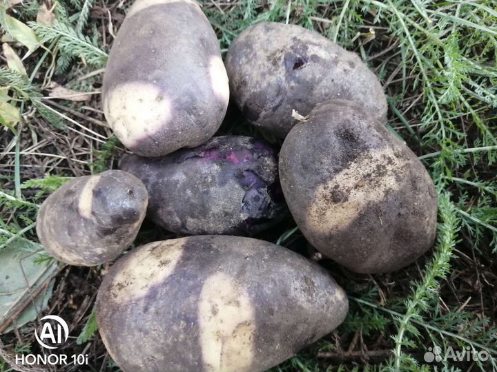 Картофель Фиолетовый, Голубой Дунай, сынок, и др