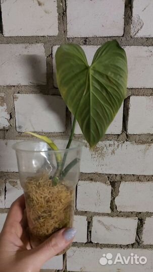 Филодендрон