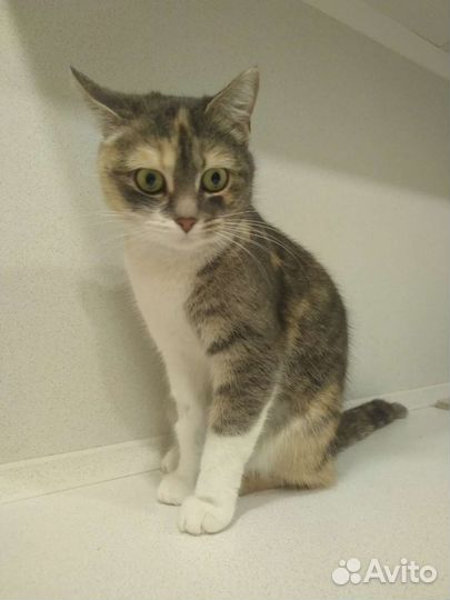 Кошка в дар