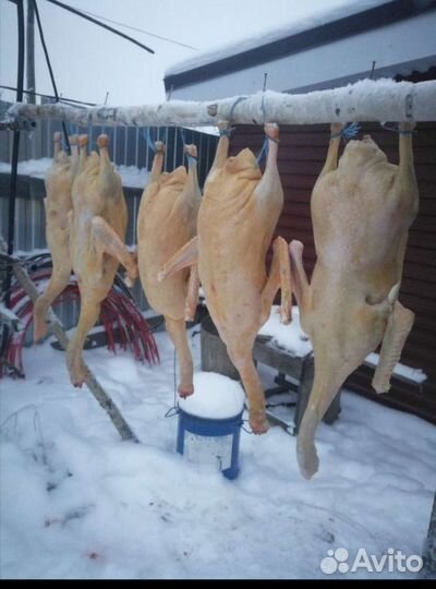 Свежее Мясо гуся гусиное мясо. копчёный гусь