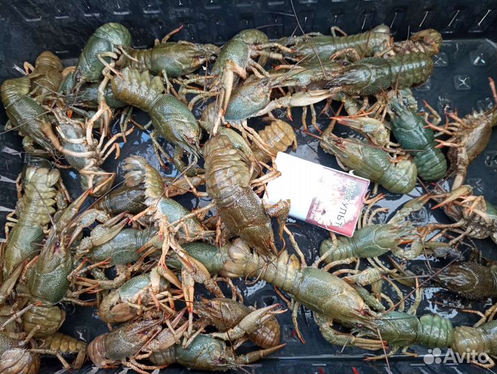 Живые раки(супер)