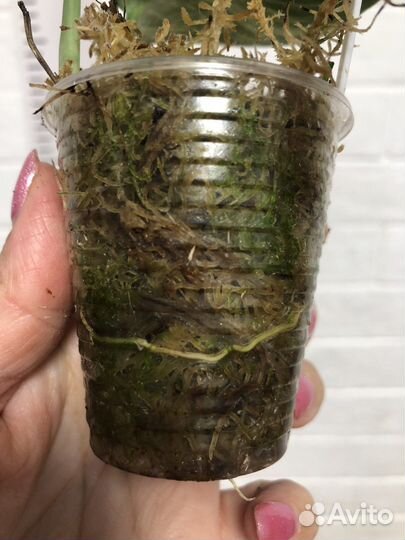 Сциндапсус Жаде сатин вариегатный