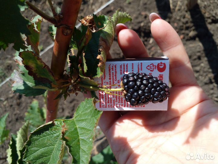 Прайм Арк Фридом ремонтантная ежевика