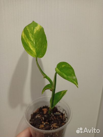 Эпипремнум золотистый