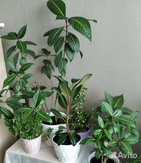 Цветы для дома и офиса