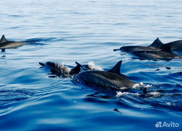 Поиск китов. Териберка