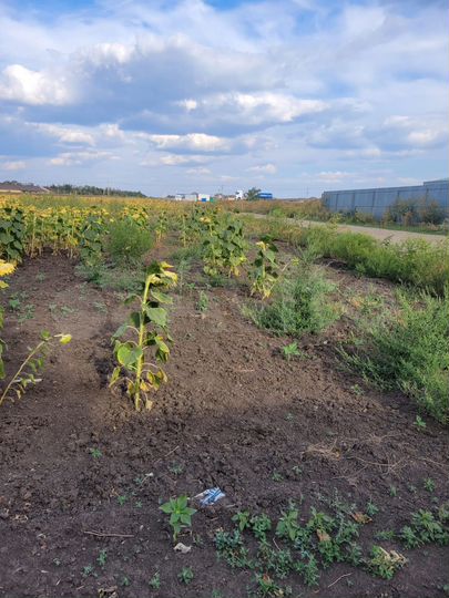 Участок 1,89 га (ИЖС)