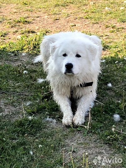 Маремма абруцкая овчарка, бесплатно