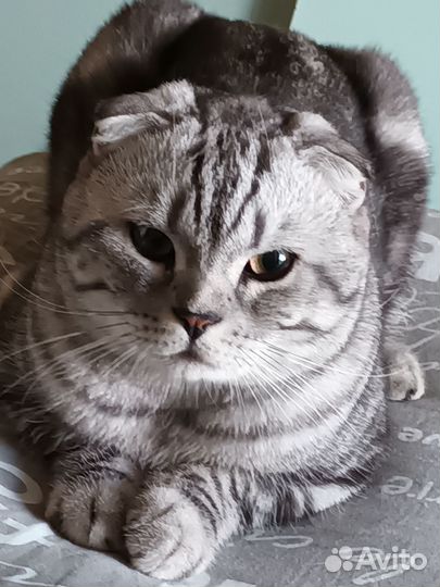 Вязка с вилоухим Шотландским котом