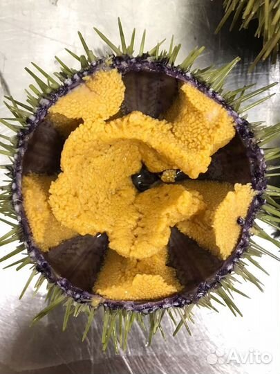 Морские ежи живые