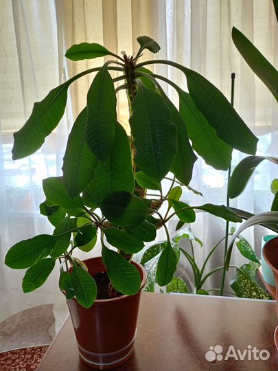 Герань пеларгония