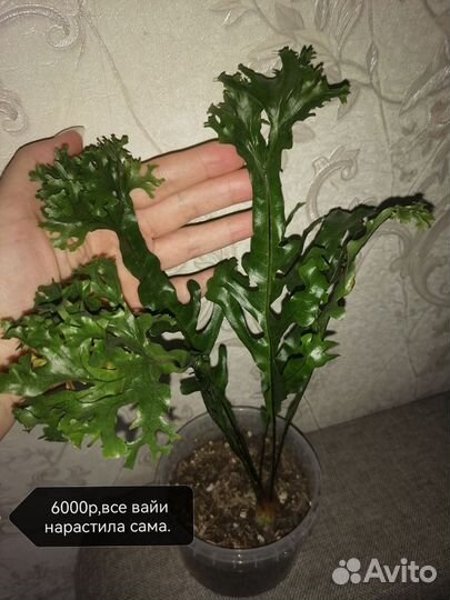 Drynaria sp, Микросорум, даваллия Fejeensis