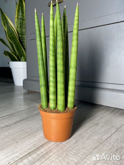 Сансевиерия цилиндрика