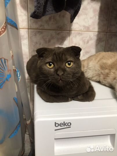 Шотландский кот вязка