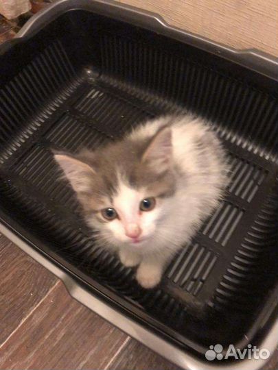 Кошки