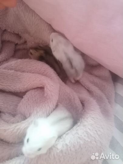 Джунгарские хомяки бесплатно