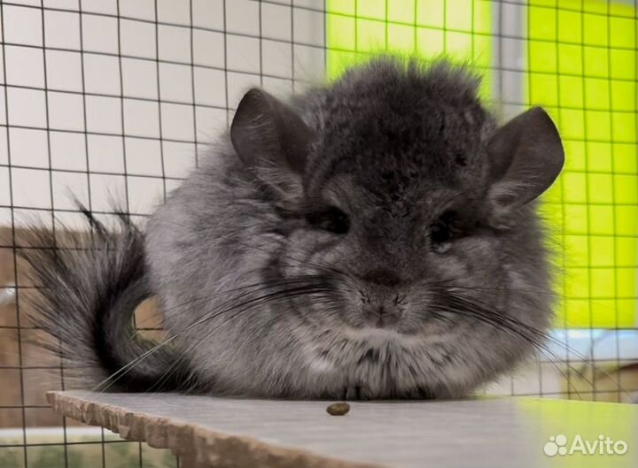 Шиншилла девочка