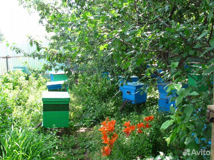 Мёд гречишный, новый урожай