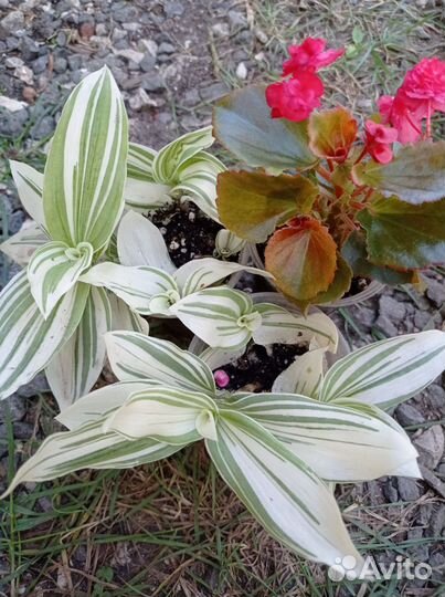 Комнатные растения