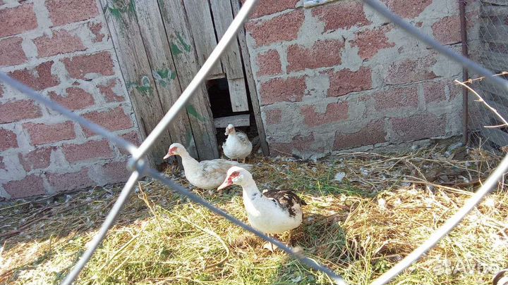 Мускусные утки