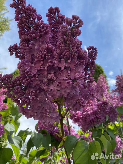 Спирея Японская и Сирень сортовая саженцы