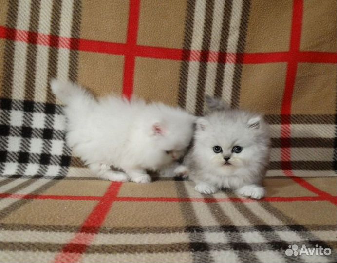 Британские котята