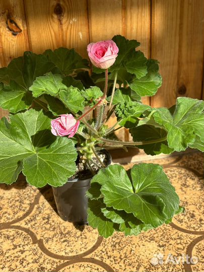 Сим Диадема сортовая пеларгония (герань)