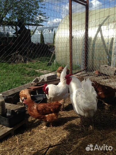 Петушки Пушкинской породы