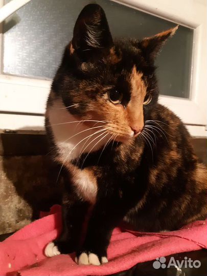 Стерилизованная кошечка ищет дом