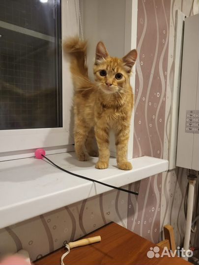 Рыжий котик ищет дом