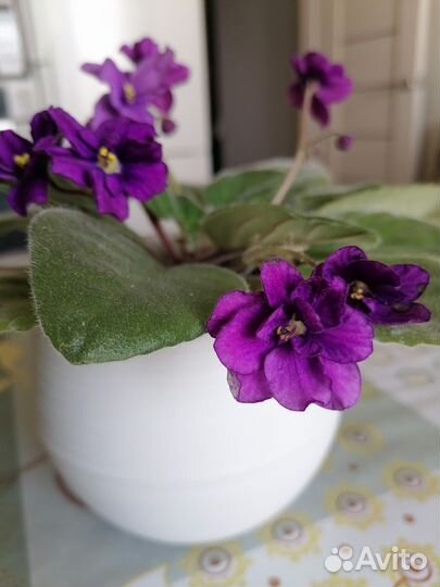 Фиалка в горшках
