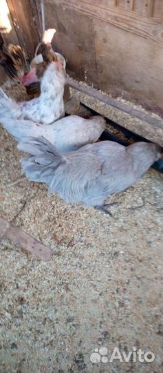 Яйцо. от кур амераукан