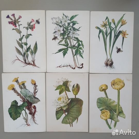 Ботанические иллюстрации винтаж