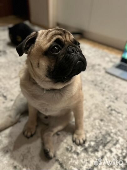 Вязка собак мопс