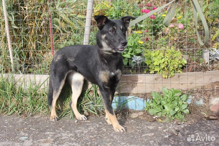 Небольшая и робкая собака из приюта