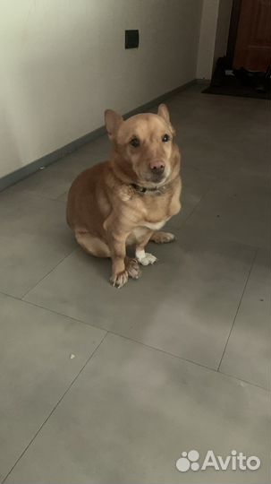 Маленькая собака