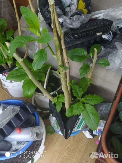 Бругмансия персиковая