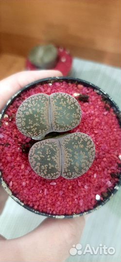 Литопсы часть 1